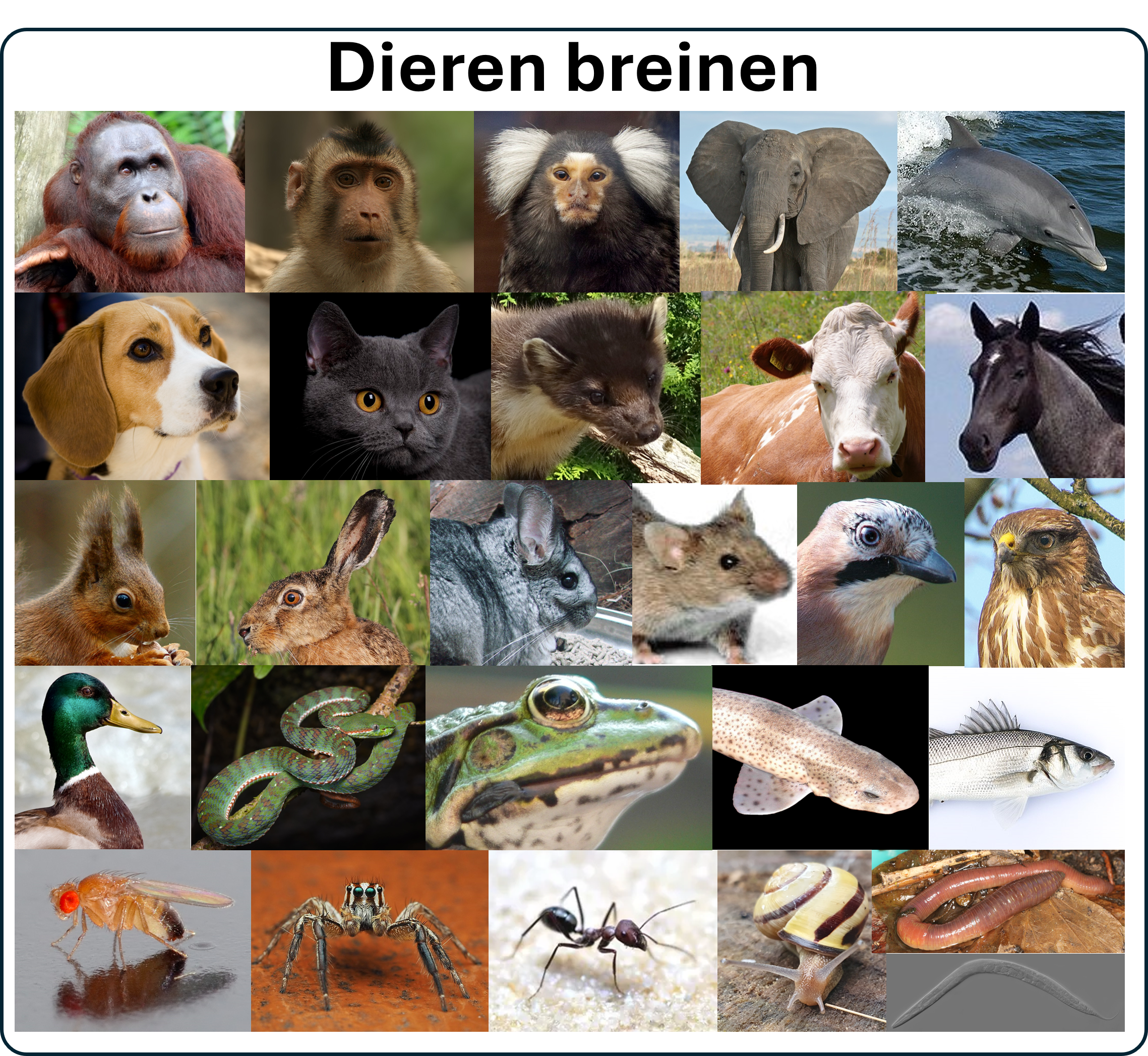 ga naar de dierenbreinen