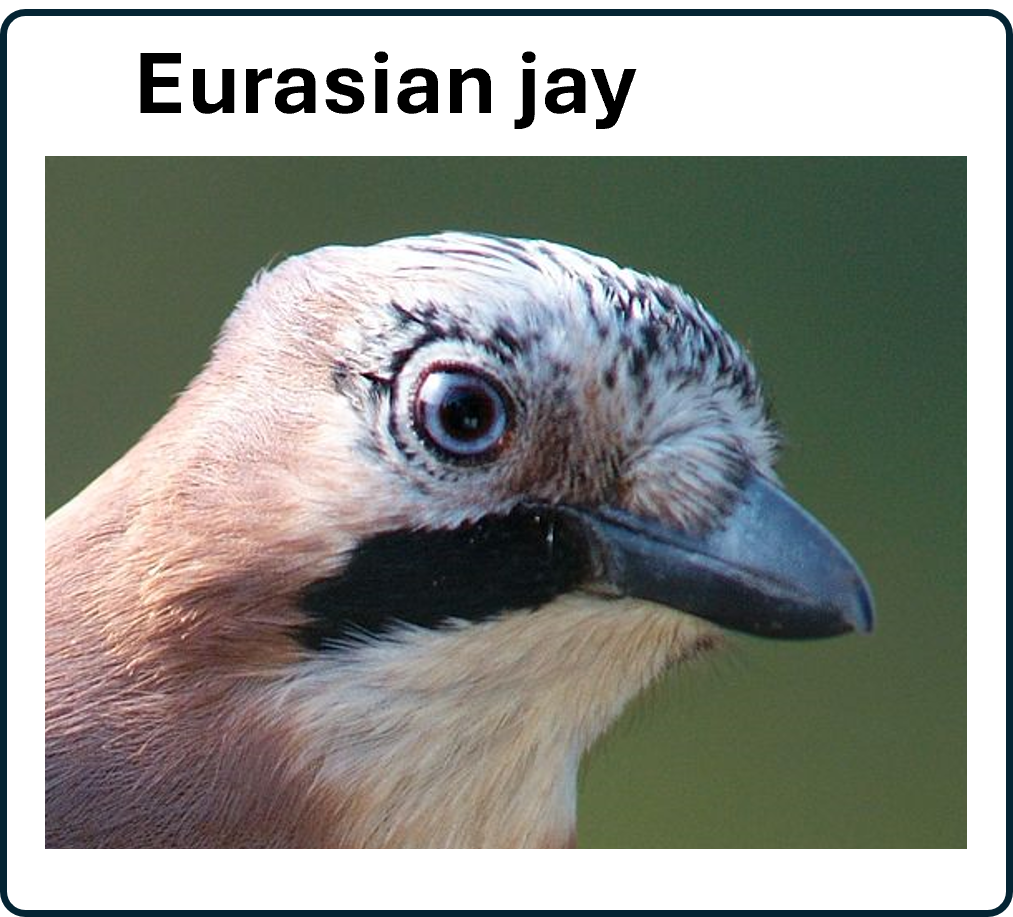go to the Eurasian jay