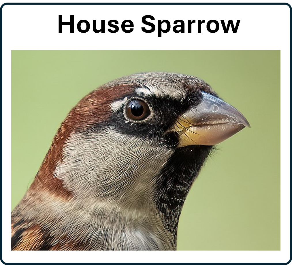 go to the house sparrow