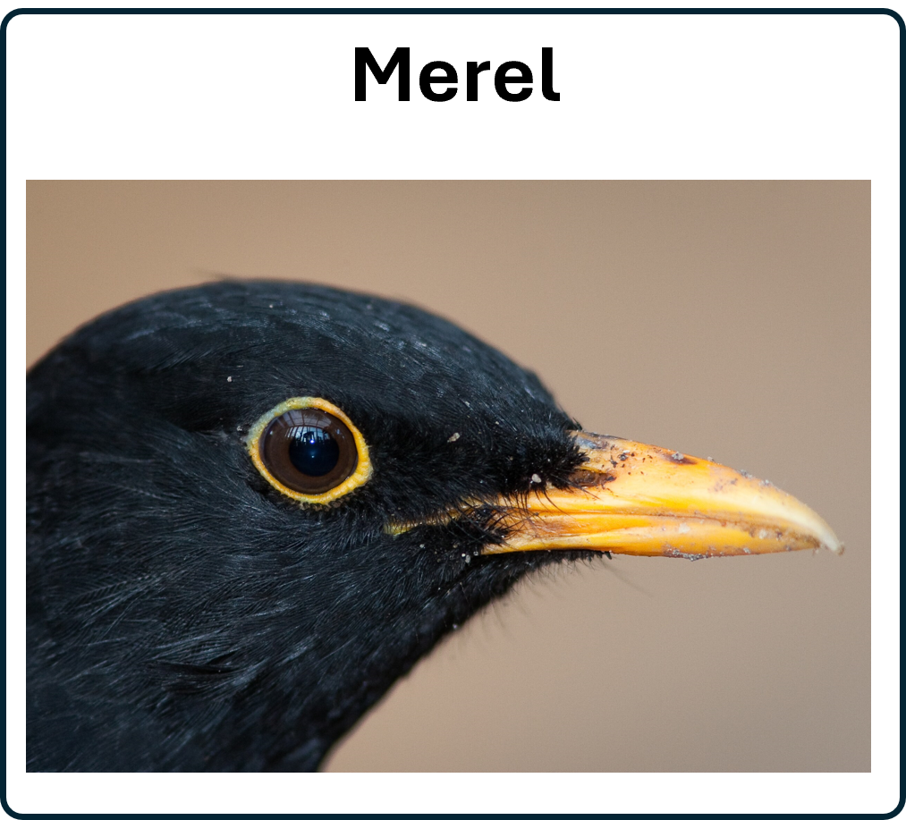 Merel