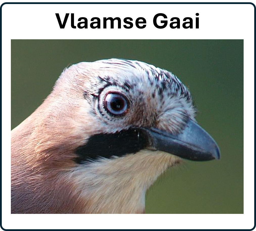 Vlaamse gaai