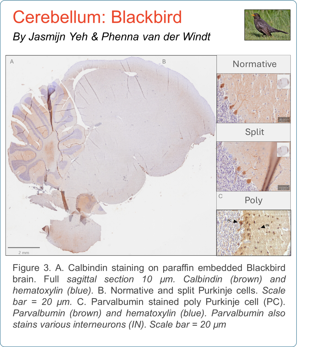 cerebellum blackbird