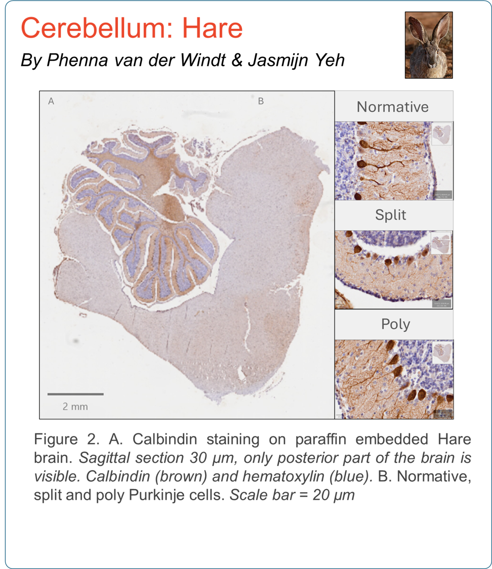 cerebellum hare