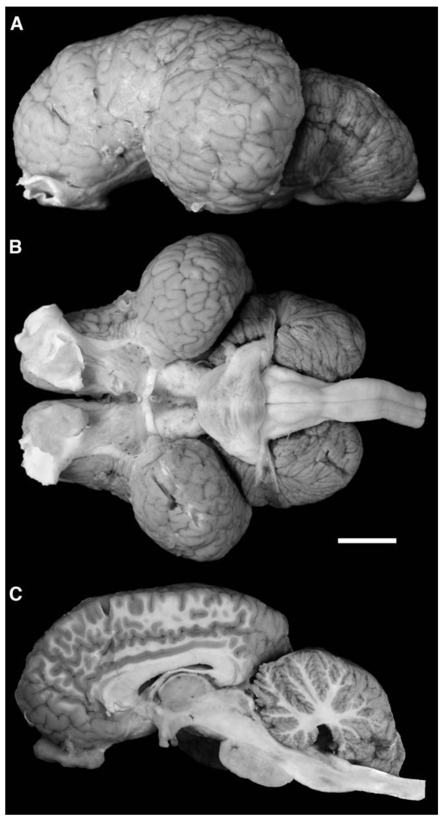African Bush Elephant