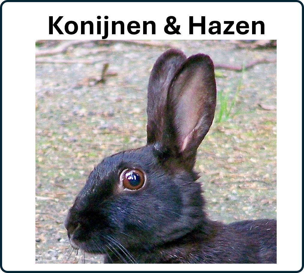 ga naar de konijnen en hazen