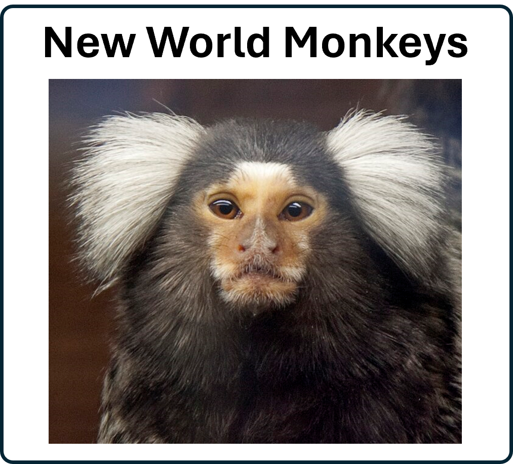 go to New World Monkeys page