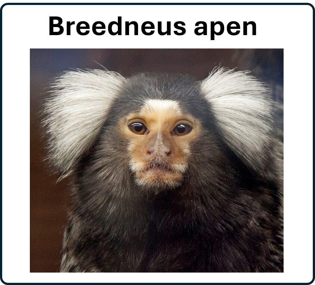 ga naar de Breedneus Apen