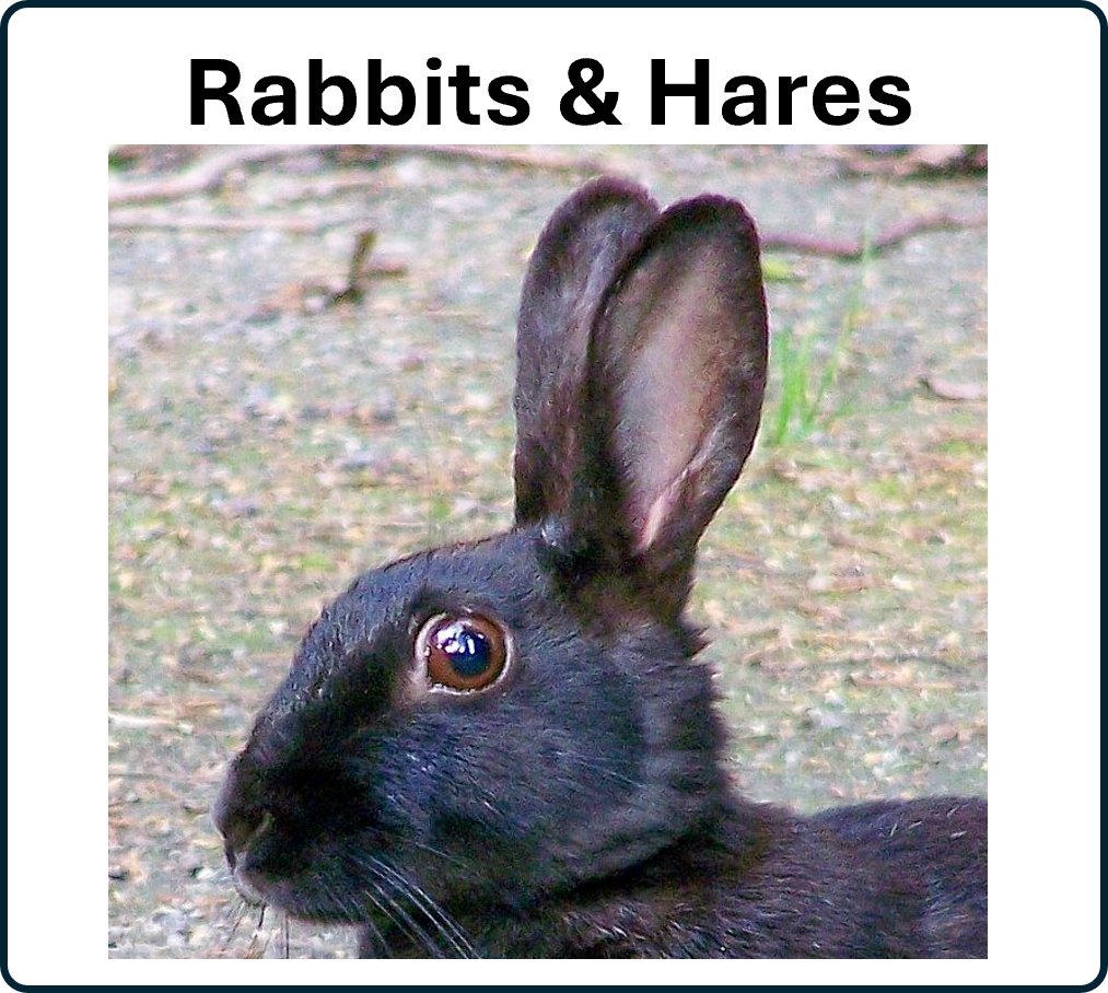 go to Rabbits and Hares page