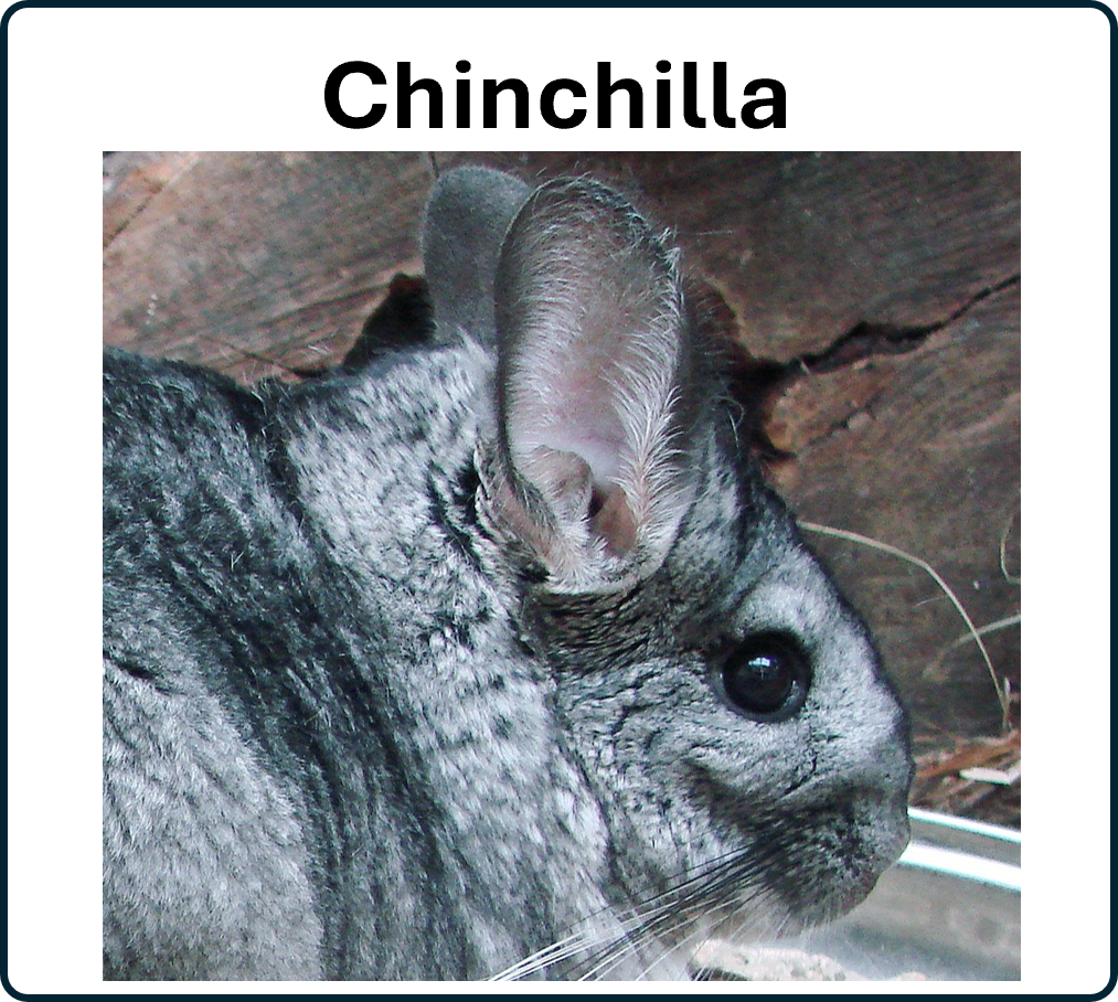 Go to the Chinchilla